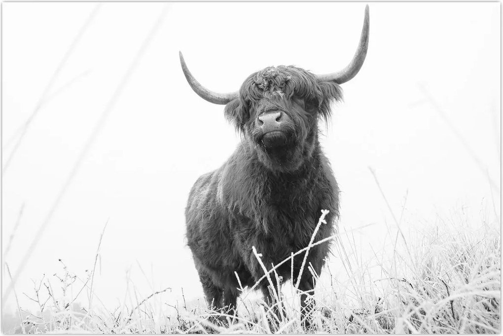 Tablou - Vacă scoțiană 4,alb-negru (90x60 cm)