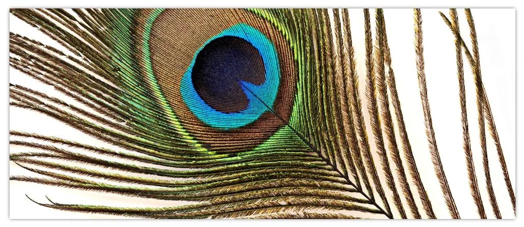 Tablou cu pene de păun (120x50 cm)