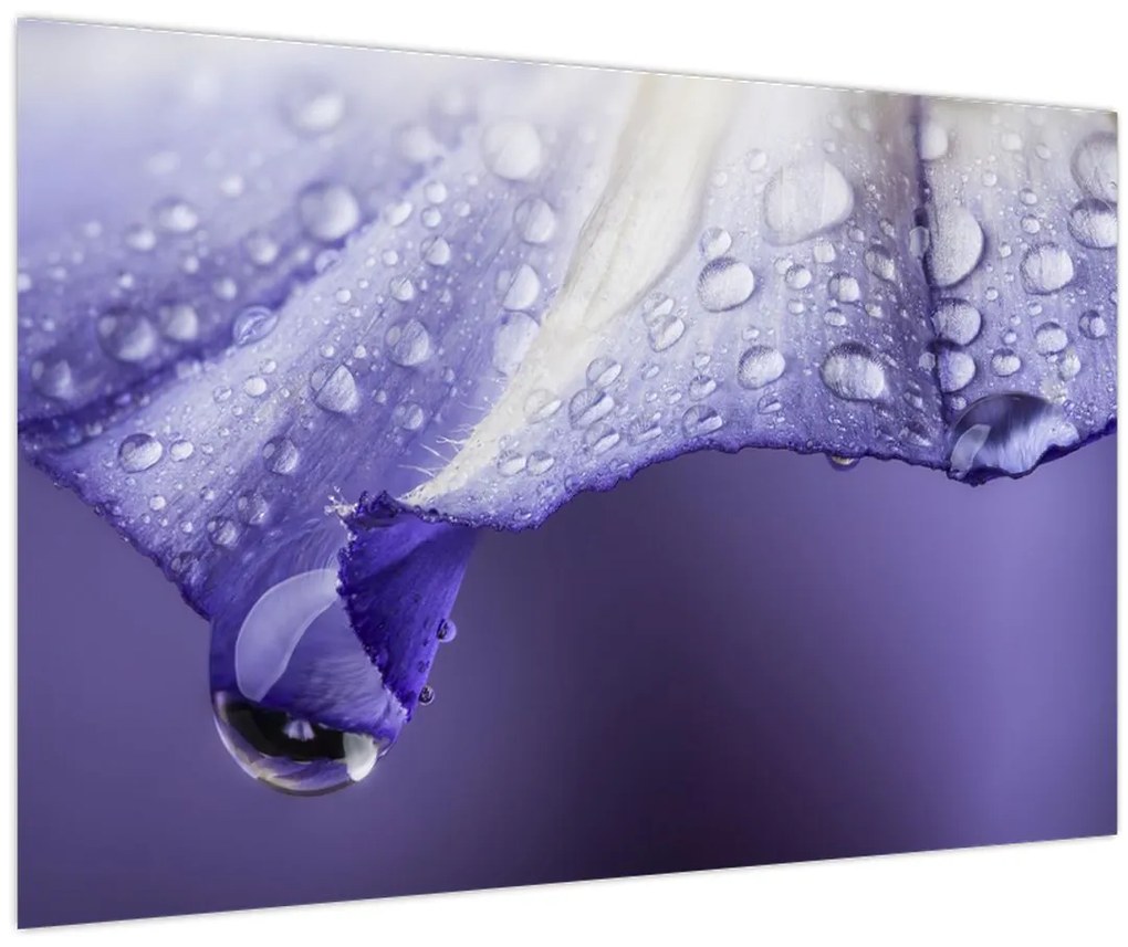 Tablou - Petală cu picături (90x60 cm)