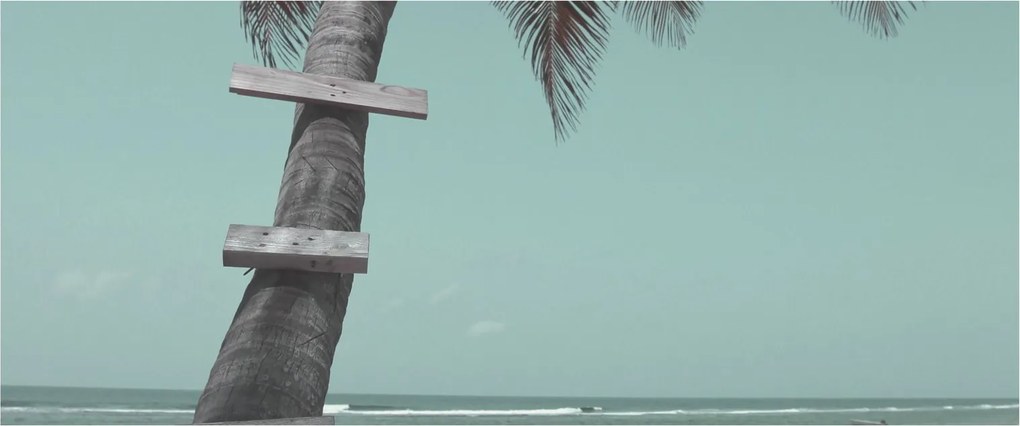 Tablou - Palma în Caraibe (120x50 cm)