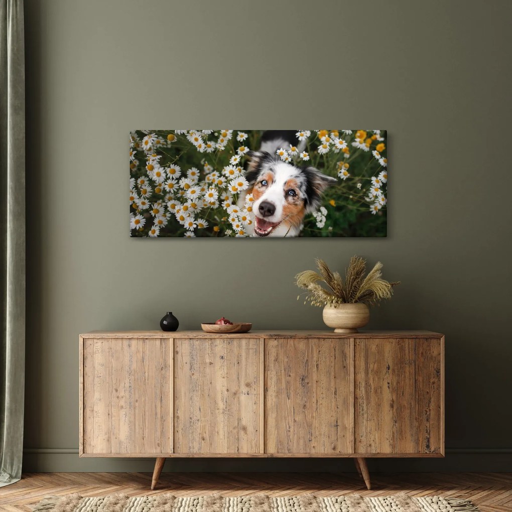 Tablou - Ciobănesc australian (120x50 cm)