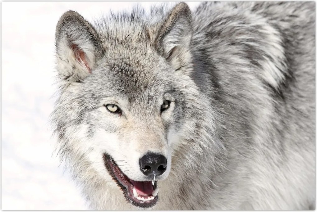 Tablou - Lupul în natură (90x60 cm)