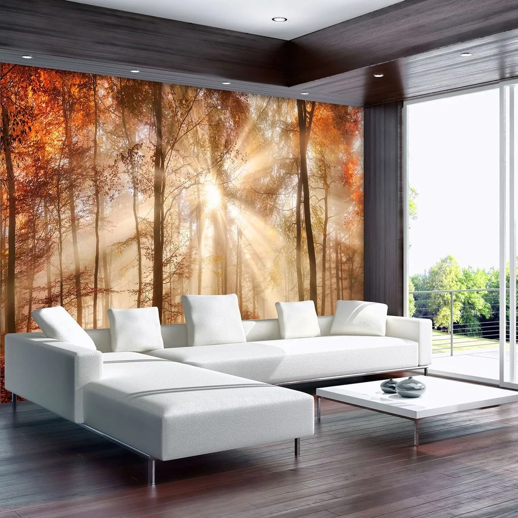 Fototapet - Pădurea de toamnă în lumina solară (152,5x104 cm)