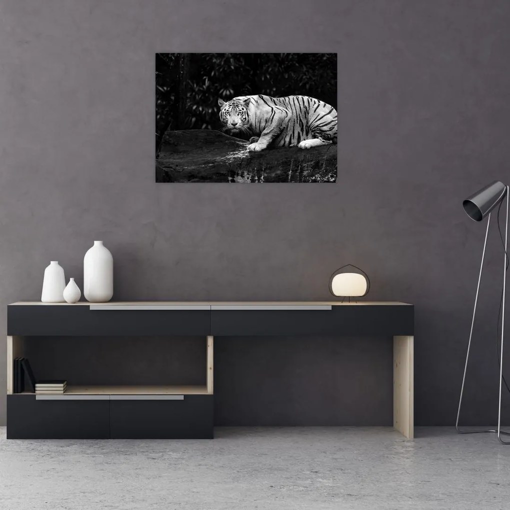 Tablou pe sticlă - Tigru alb, alb-negru (70x50 cm)