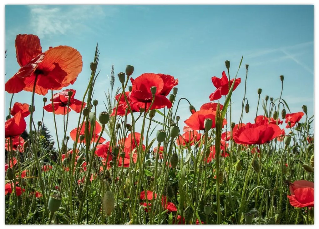 Tablou - Pe câmpul cu maci (70x50 cm)