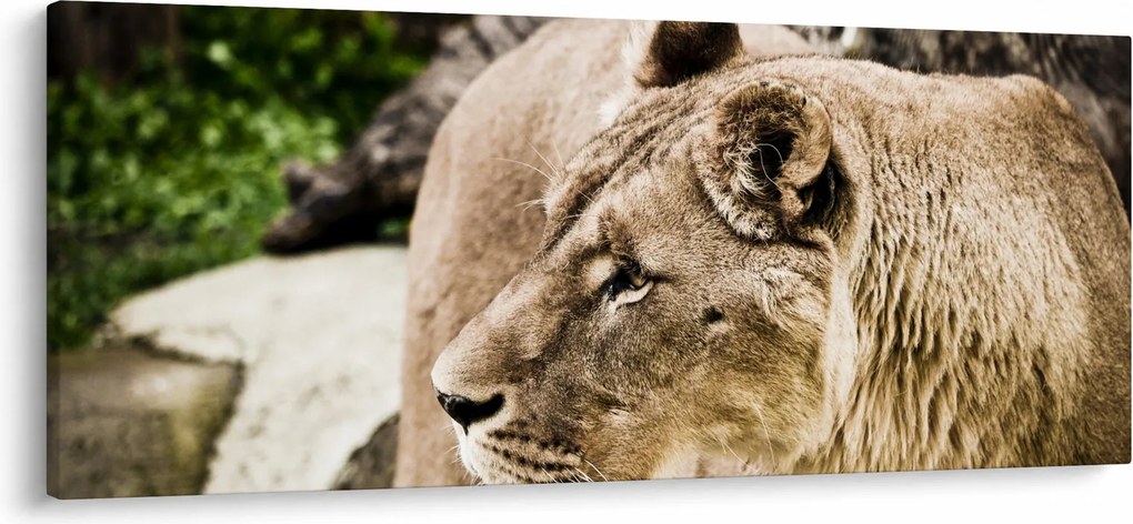Tablou cu leoaică (120x50 cm)