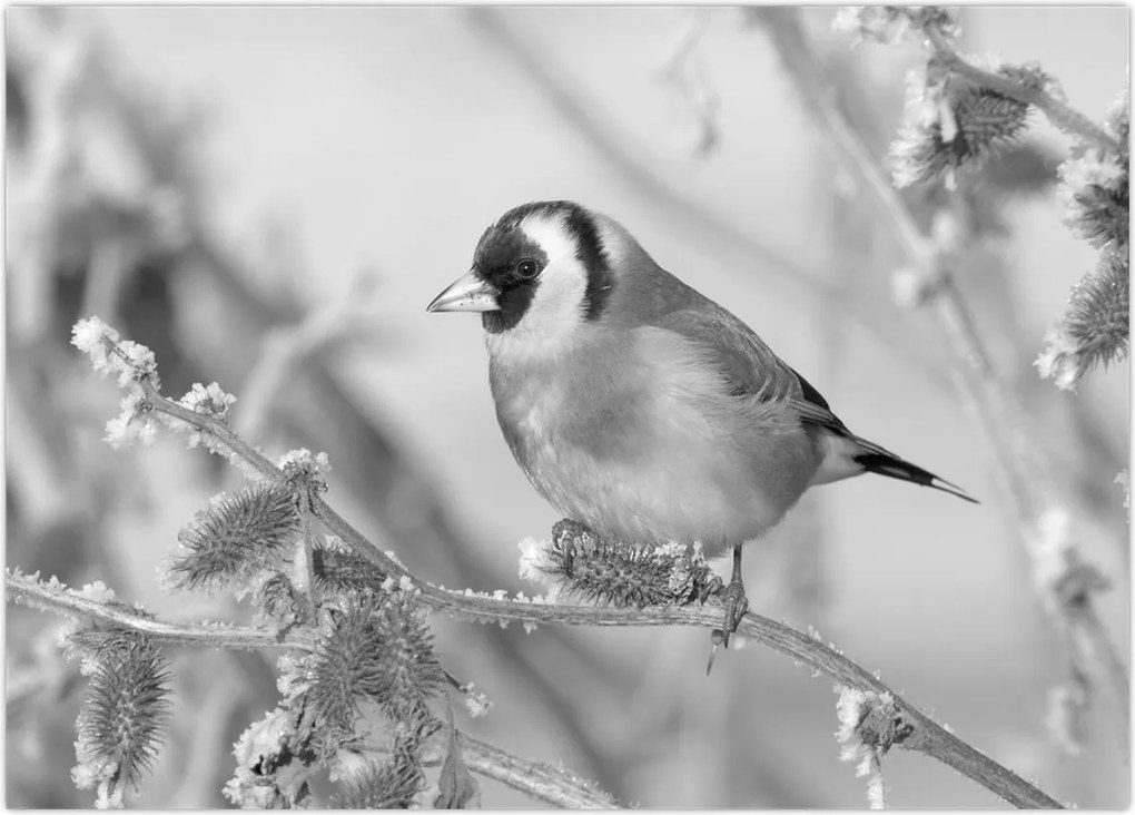 Tablou - O pasăre în timpul iernii (70x50 cm)