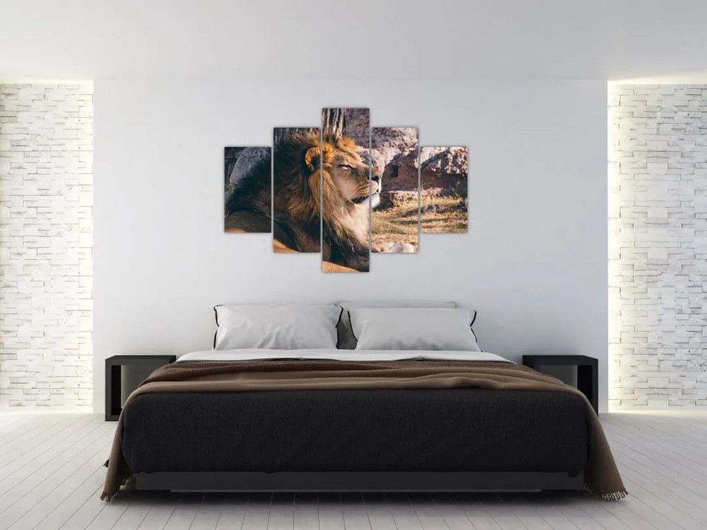 Tablou cu leul dormind (150x105 cm)