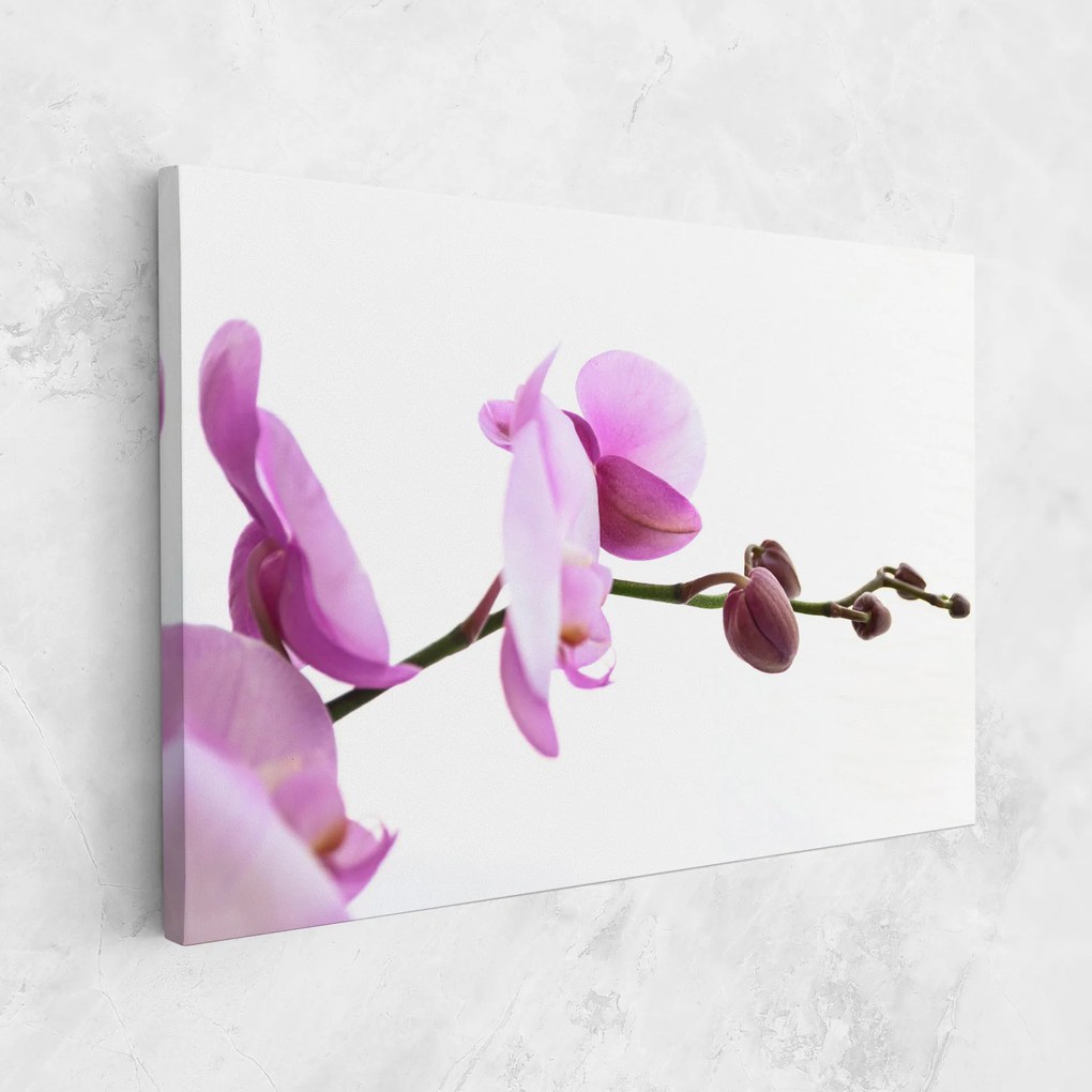 Tablou Canvas, 40x60cm, Dormitor si Living, Flori, Orhidee, Purple Orchid On White