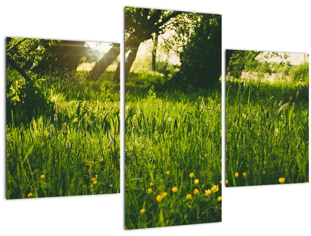 Tablou cu natura - lunca (90x60 cm)