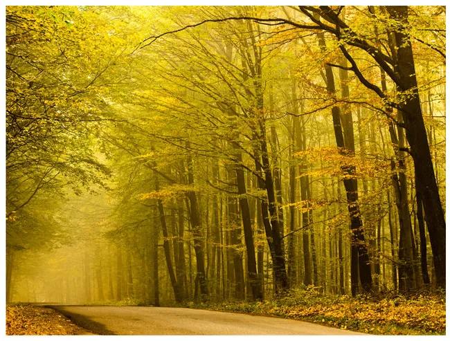 Fototapet - Road in autumn forest