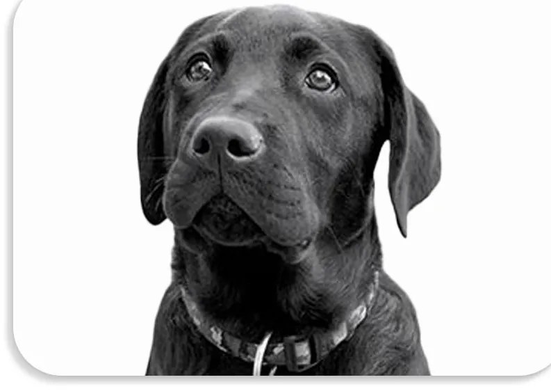 Suport de masa pentru copii 56x37 cm DOGS & CATS Varianta: Pawli