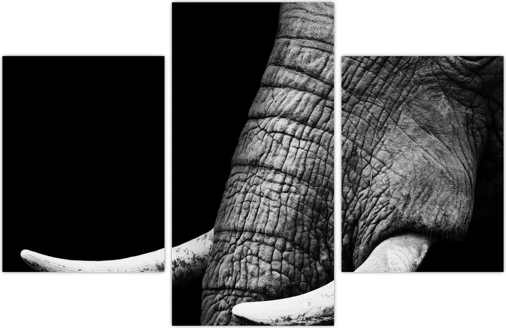 Tablou - Colți de elefant (90x60 cm)