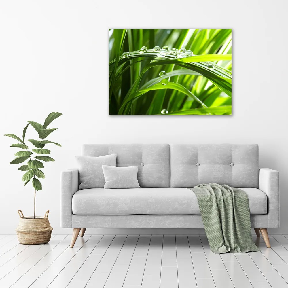 Print pe canvas Picaturi pe iarba