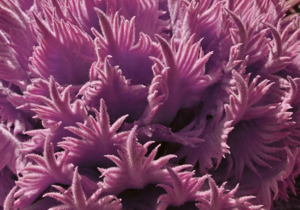 Fototapet - Plante (152,5x104 cm)