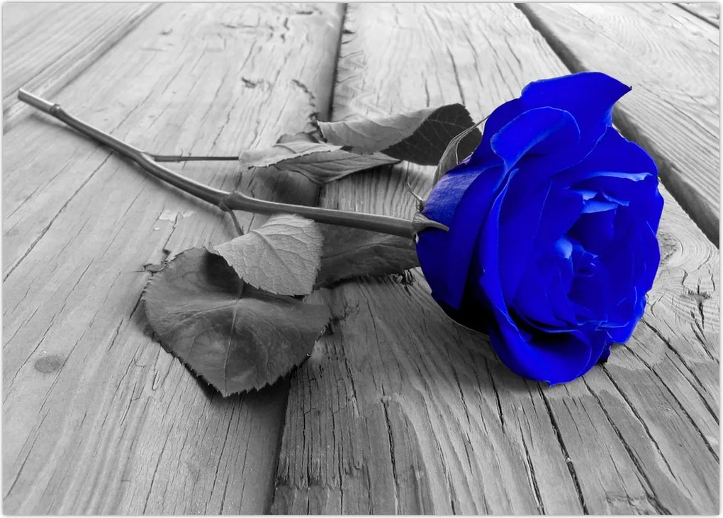 Tablou - Trandafir albastru (70x50 cm)