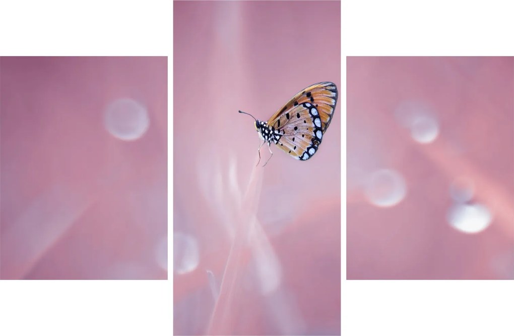 Tablou - Fluture (90x60 cm)