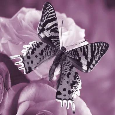 Falc Tablou pe pânză - Butterfly violet III., 30x30 cm
