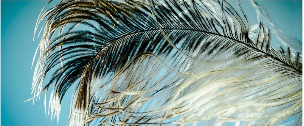 Tablou cu pană (120x50 cm)