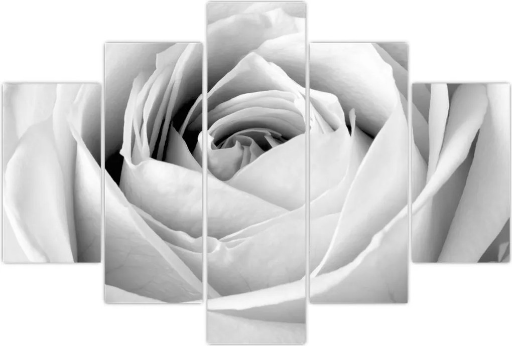 Tablou - Detailu de floare de trandafir (150x105 cm)