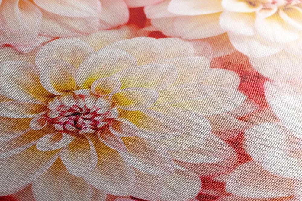 Tablou flori delicate de dalia