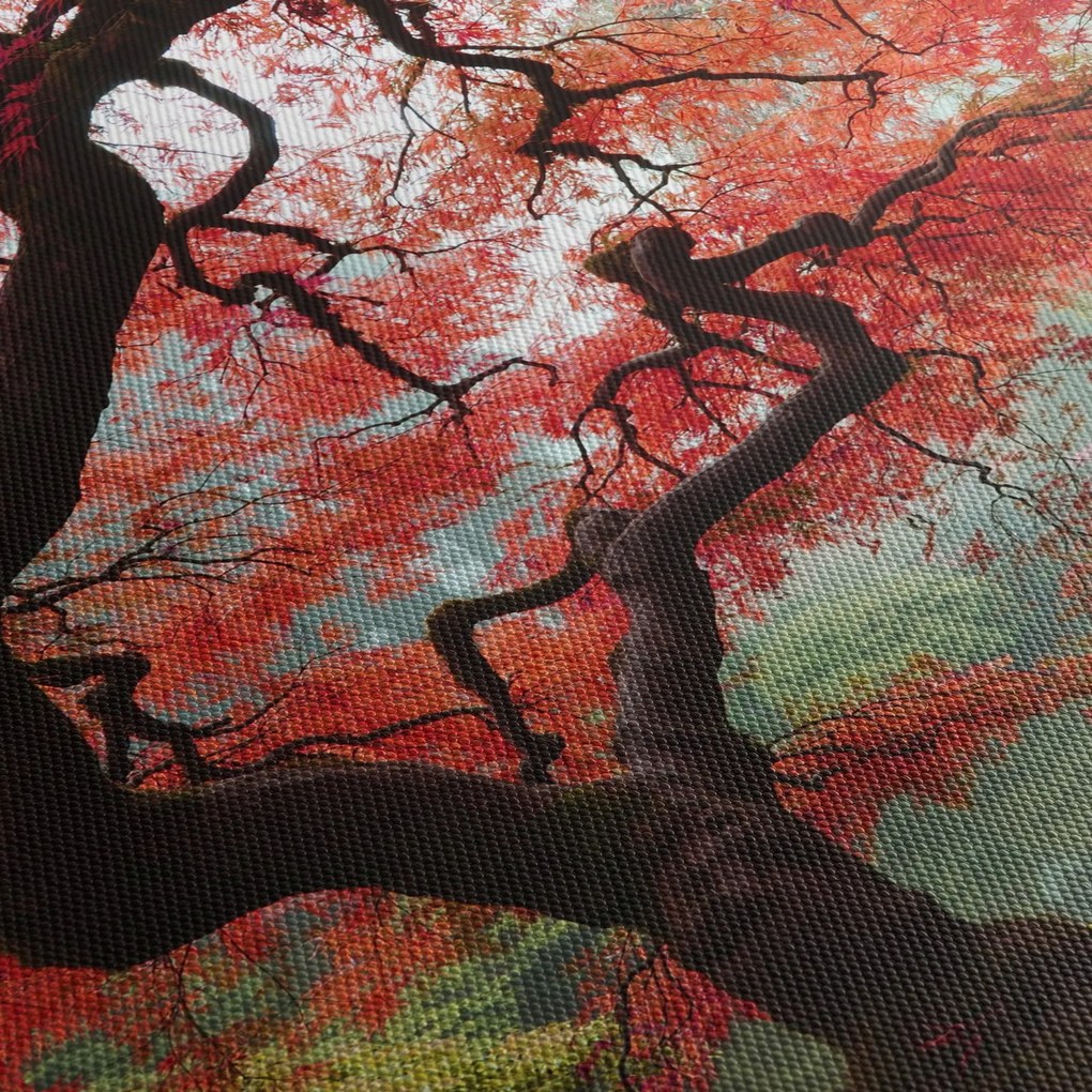 Tablou - Arțarul japonez roșu, Portland, Oregon (150x105 cm)