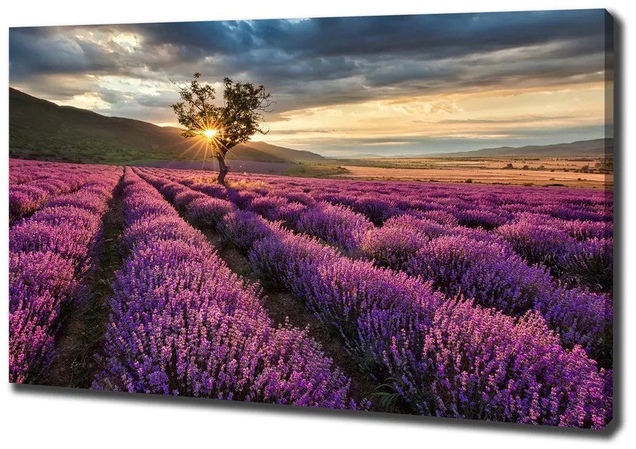 Print pe canvas Câmp de lavandă