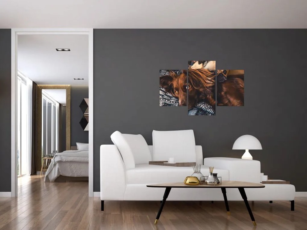 Tablou cu câini dormind (90x60 cm)