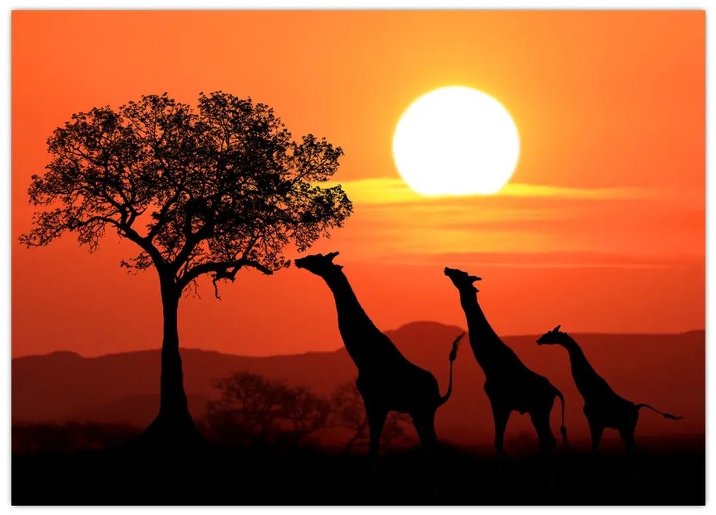 Tablou pe sticlă cu girafe în apus de soare (70x50 cm)