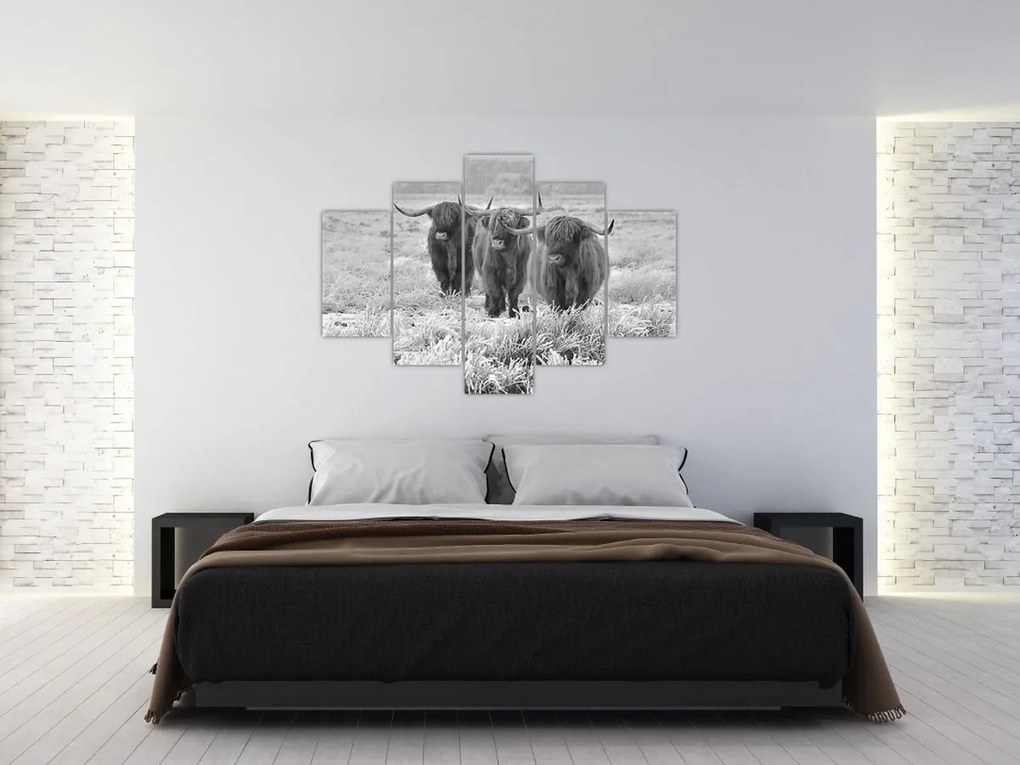 Tablou - Vaci scoțiene,alb-negru (150x105 cm)