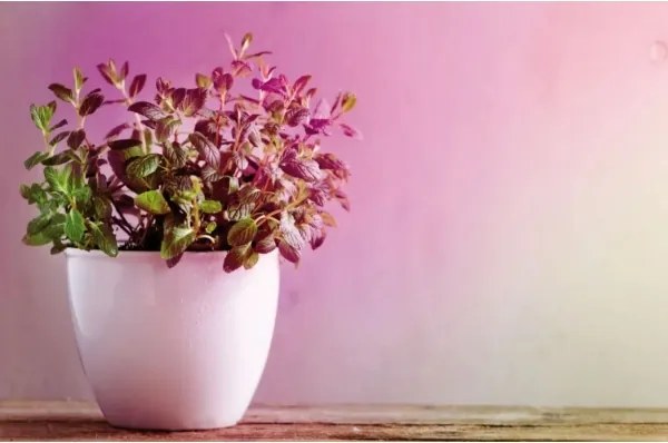 Bec LED pentru creșterea plantelor GROW GREEN R50 E14/4W/230V Paulmann 28734