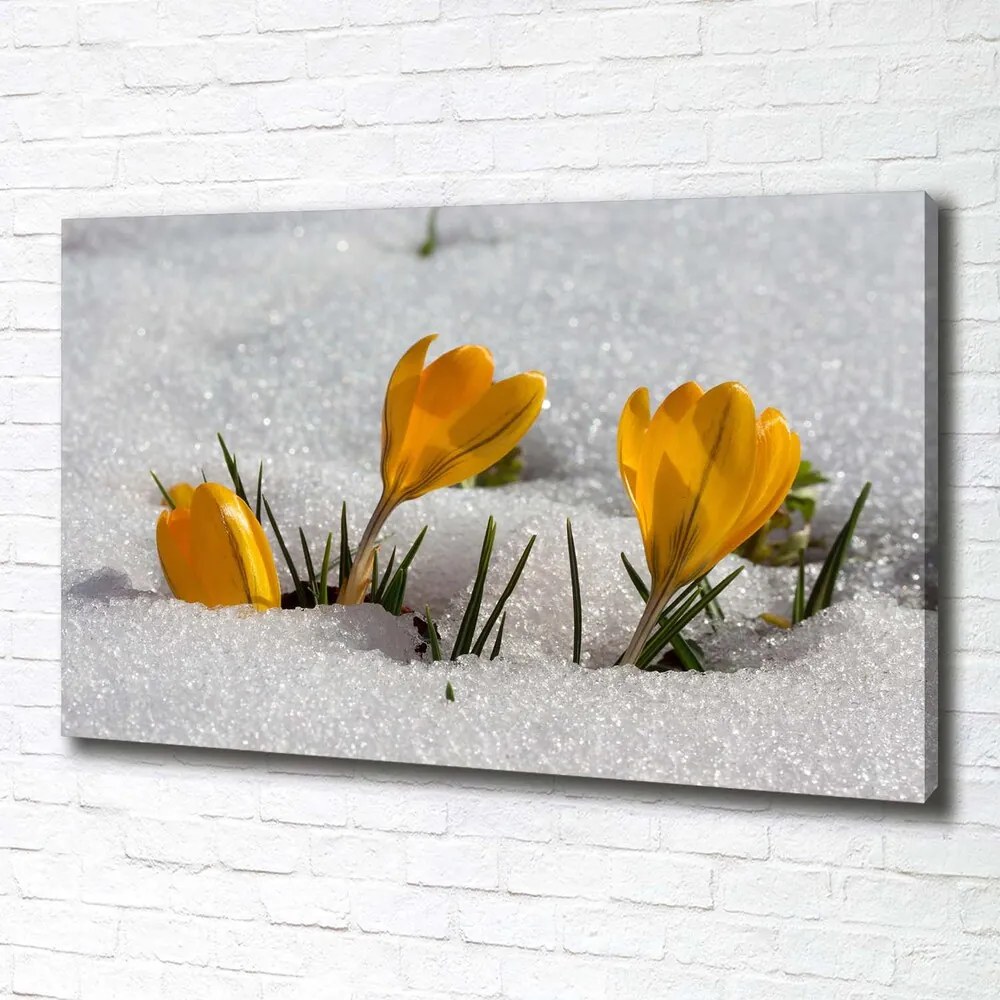 Tablou pe pânză canvas Crocus în zăpadă