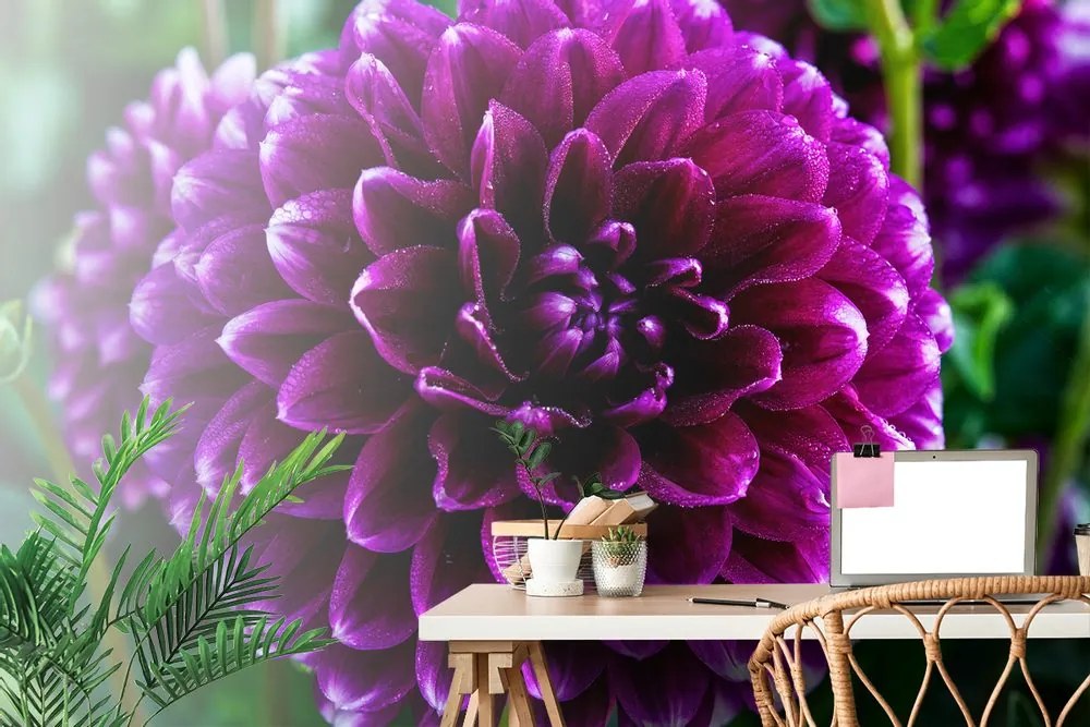 Fototapet autoadeziv floare violetă frumoasă