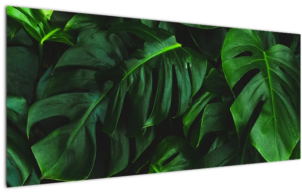 Tablou cu frunze Monstery (120x50 cm), în 40 de alte dimensiuni noi
