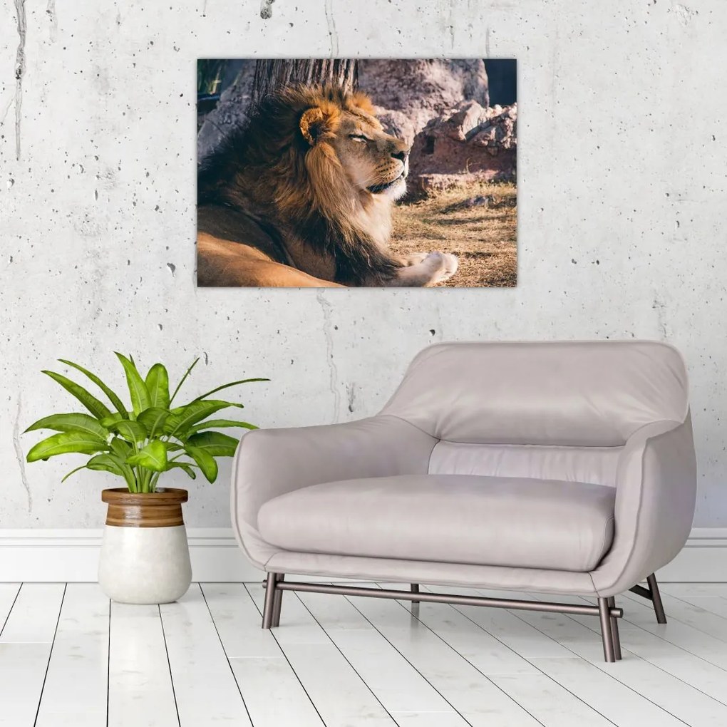 Tablou pe sticlă cu leul dormind (70x50 cm)