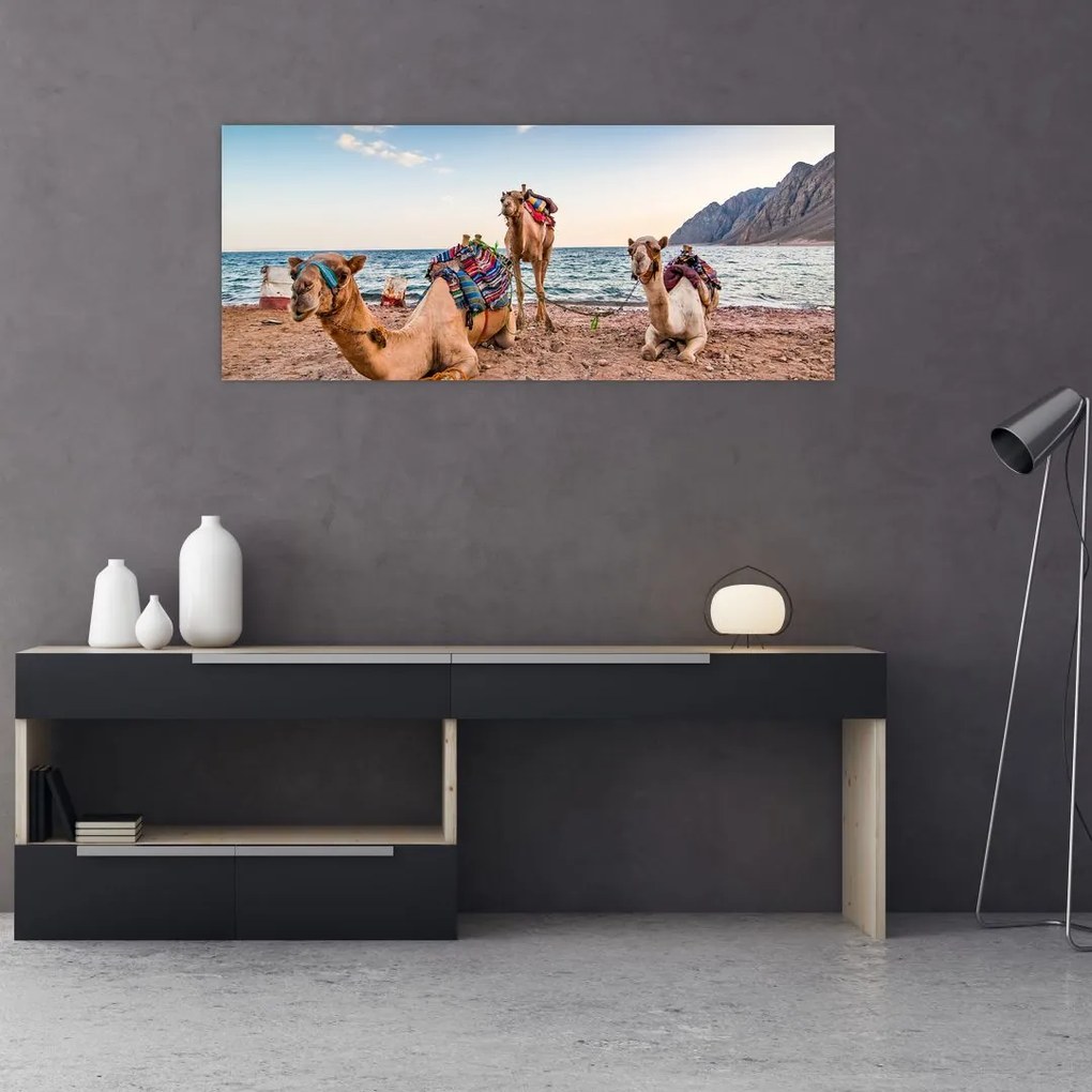 Tablou cu cămile (120x50 cm)