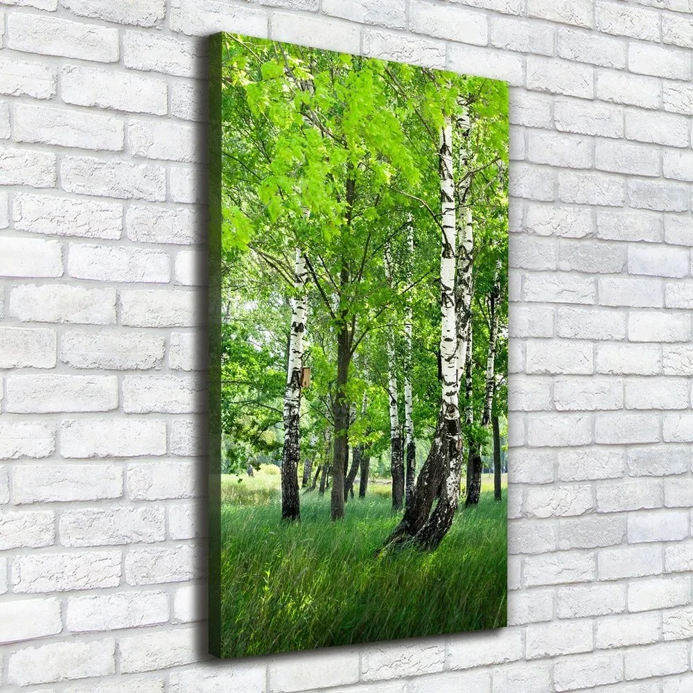 Imprimare tablou canvas Pădurea de mesteacăn