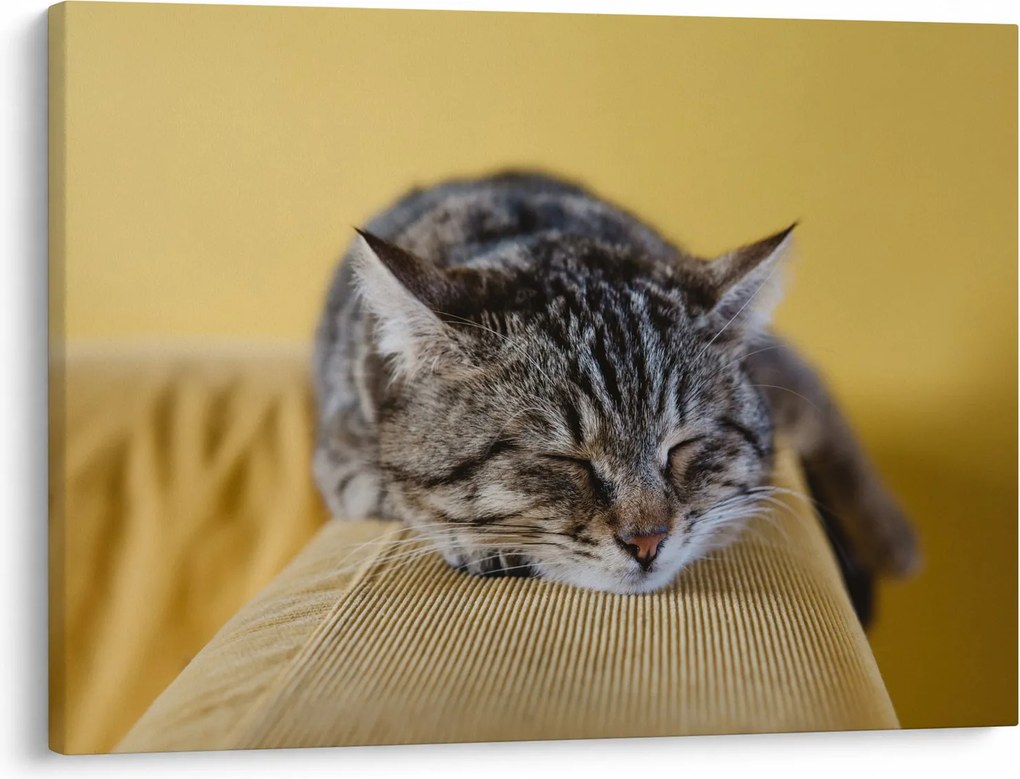 Tablou cu pisica pe fotoliu (70x50 cm)