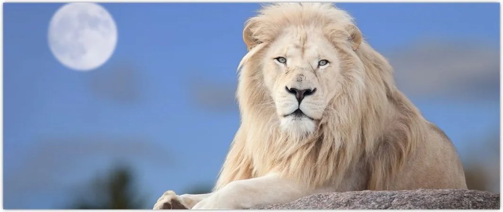 Tablou - Leu alb (120x50 cm)