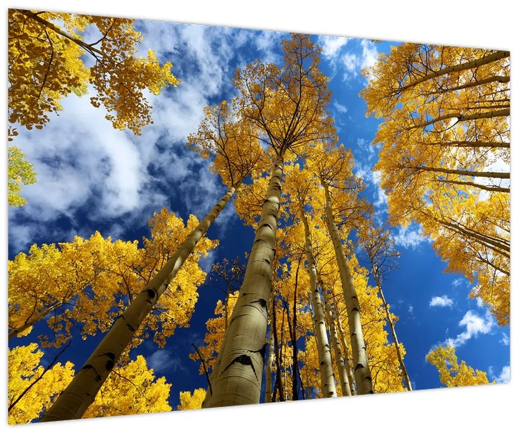 Tablou - Aspen (90x60 cm)