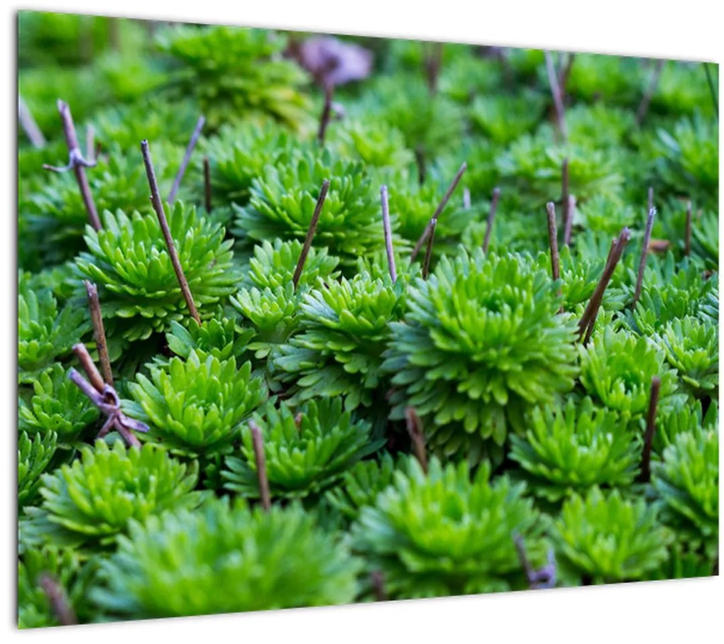 Tablou - Aloe (70x50 cm)