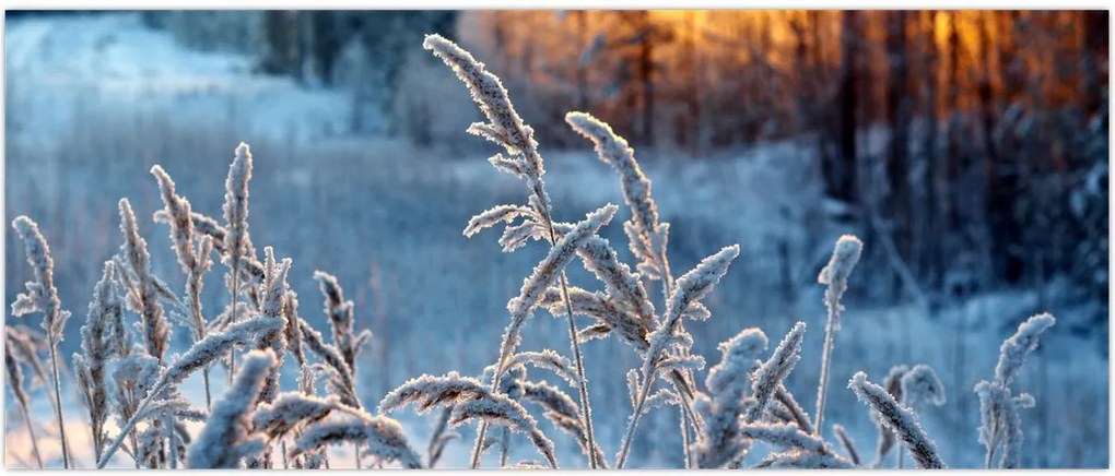 Tablou - Pajiște de iarnă (120x50 cm)