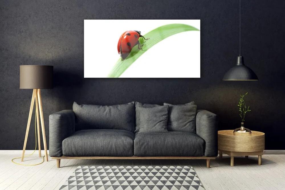 Tablouri acrilice Ladybird Beetle Natura Verde Roșu Negru