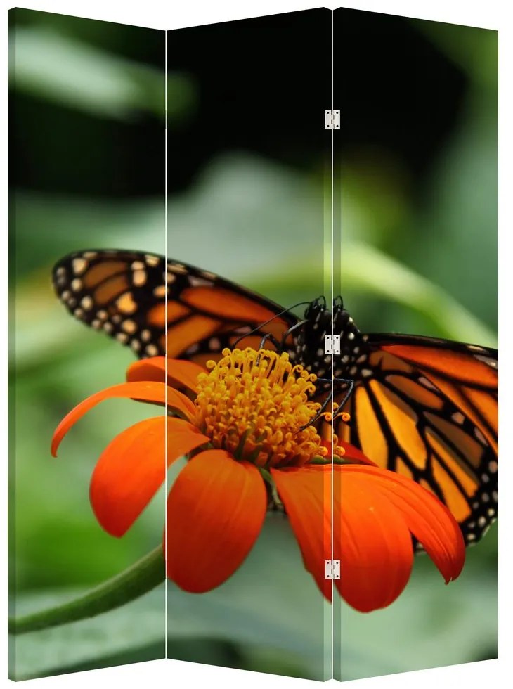 Paravan - Fluture pe floare (126x170 cm)