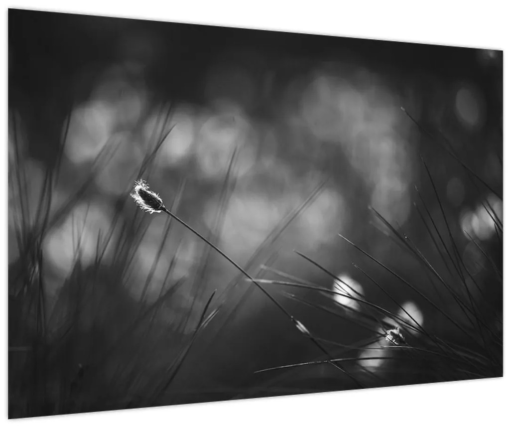 Tablou - Iarbă de pajiște (90x60 cm)