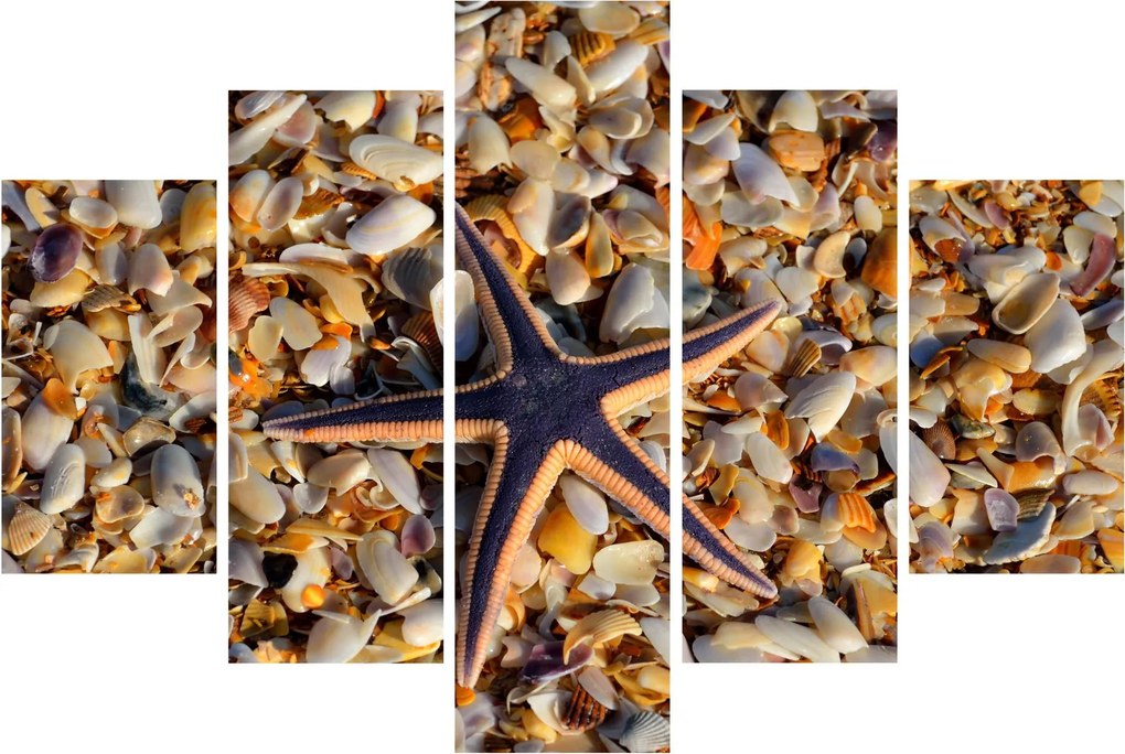 Tablou cu stea de mare (150x105 cm)