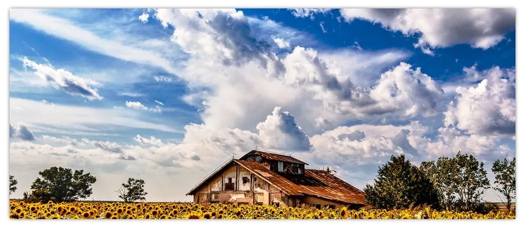 Tablou cu câmp de floarea soarelui (120x50 cm)