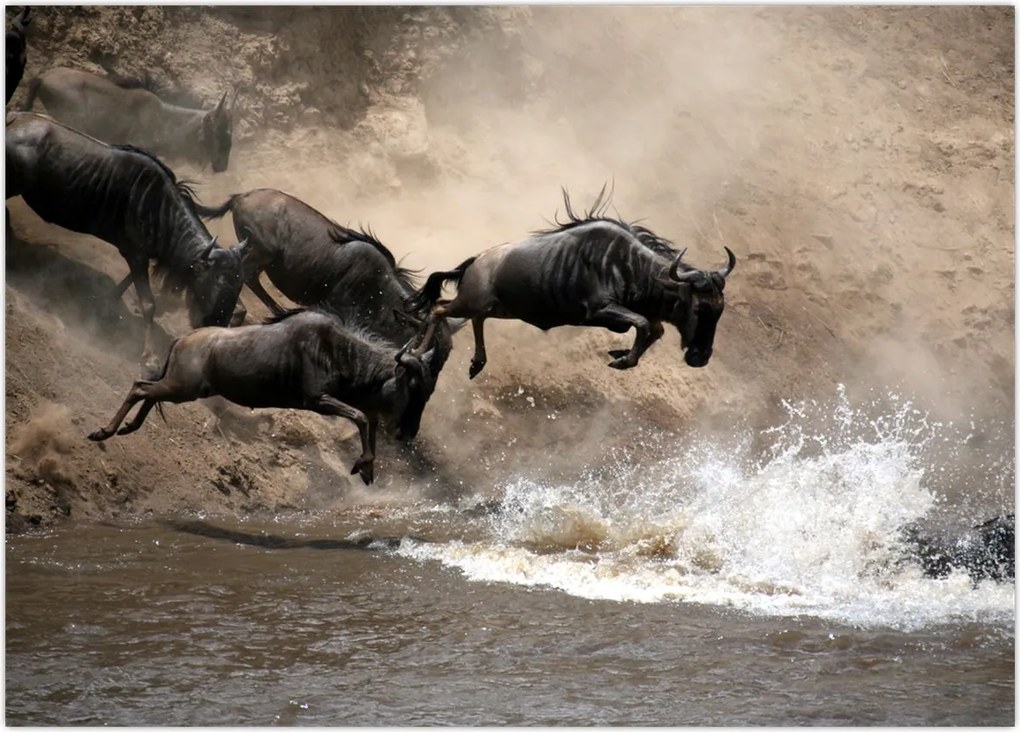 Tablou - Turmă de gnu (70x50 cm)
