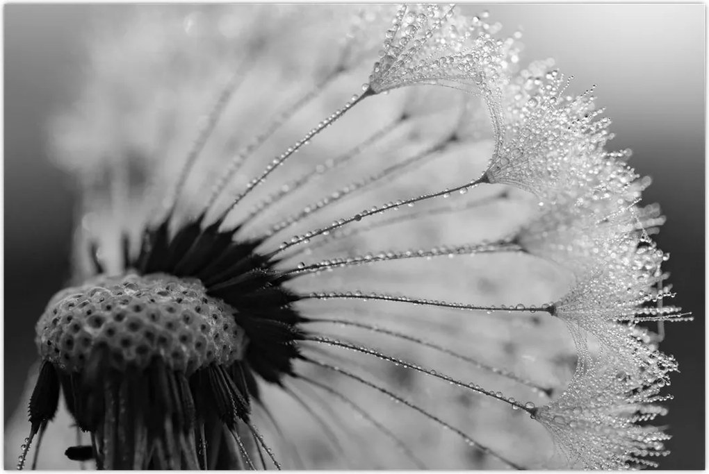 Tablou cu păpădie - albnegru (90x60 cm)