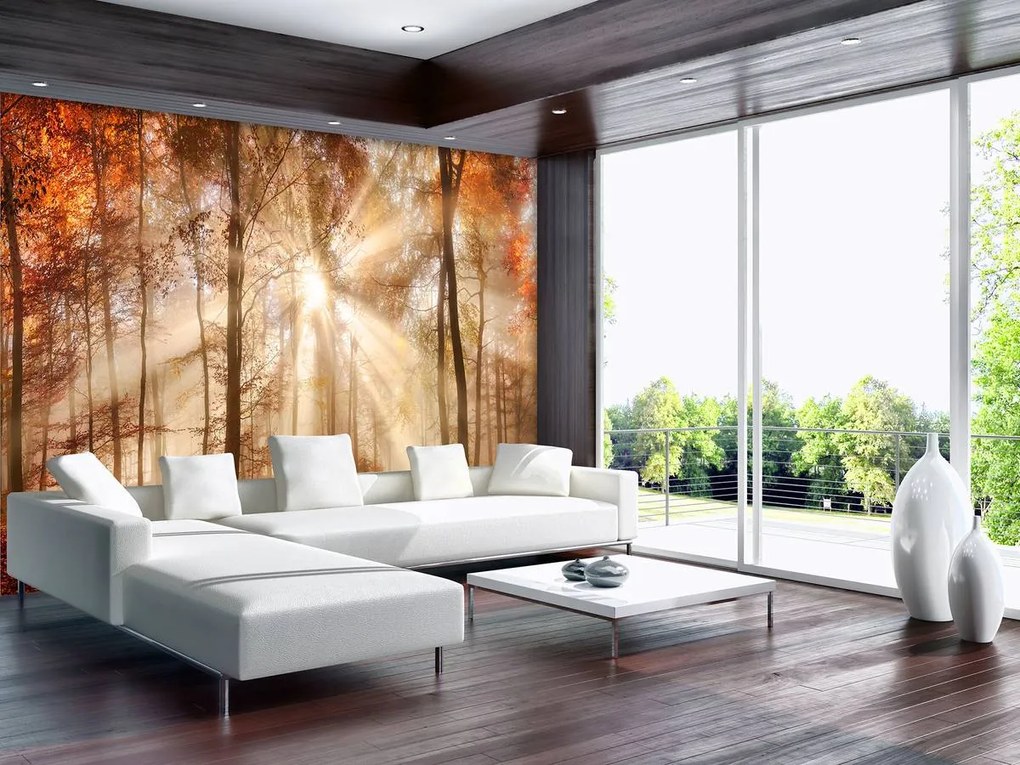 Fototapet - Pădurea de toamnă în lumina solară (254x184 cm)